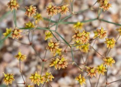 Eriogonum reniforme