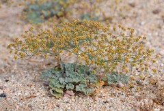Eriogonum reniforme
