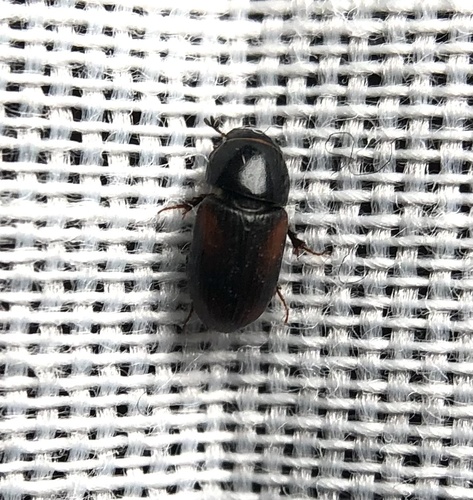 iNaturalist observation photo of Small Dung Beetles