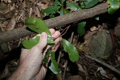 Quintinia verdonii
