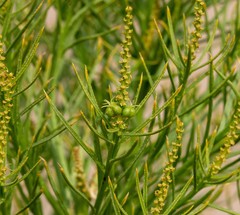 Stillingia paucidentata