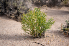 Stillingia paucidentata