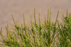 Stillingia paucidentata