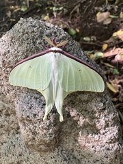 Actias aliena