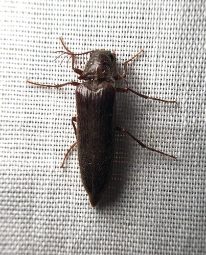 iNaturalist observation photo of Cebrioninae