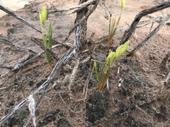 Zephyranthes longifolia