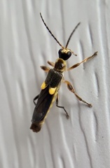 Trypherus frisoni