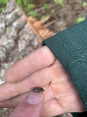Trichalophus alternatus