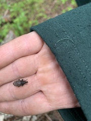 Trichalophus alternatus