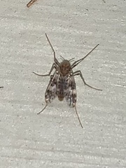 Psectrotanypus dyari