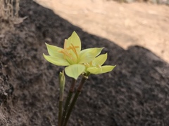 Zephyranthes longifolia