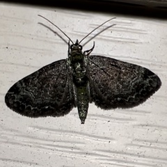 Pasiphila rectangulata