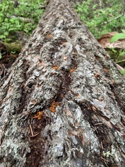 Dendroctonus pseudotsugae