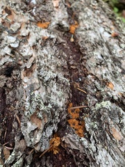 Dendroctonus pseudotsugae