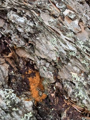 Dendroctonus pseudotsugae