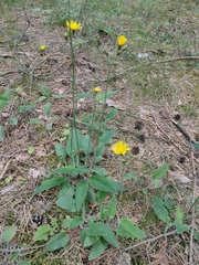 Hieracium sylvularum