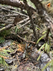 Dendroctonus rufipennis