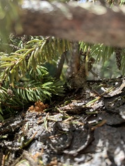 Dendroctonus rufipennis