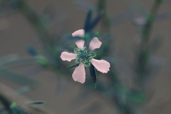 Leptospermum microcarpum