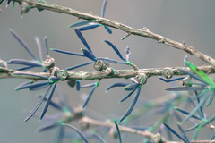 Leptospermum microcarpum