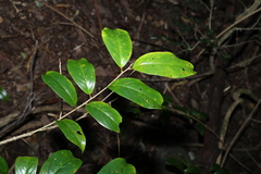 Celastrus subspicatus