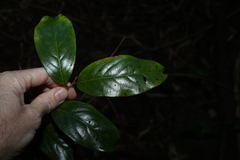 Celastrus subspicatus