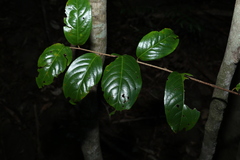 Celastrus subspicatus