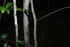 Celastrus subspicatus