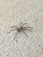 Lycosidae
