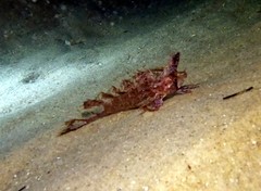 Cristiceps australis