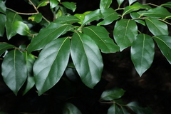 Cryptocarya foetida