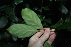 Cryptocarya foetida