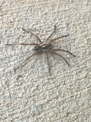 Lycosidae