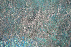 Leptospermum microcarpum