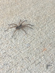 Lycosidae