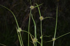 Cyperus brevifolioides