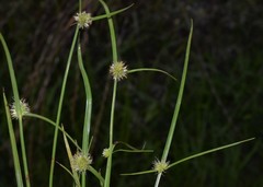 Cyperus brevifolioides
