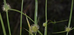 Cyperus brevifolioides