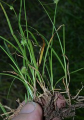 Cyperus brevifolioides