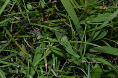 Cyperus brevifolioides