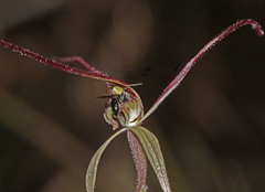 Caladenia capillata