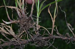 Cyperus brevifolioides