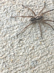 Lycosidae