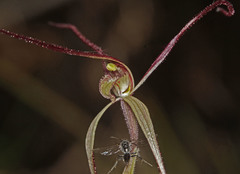 Caladenia capillata
