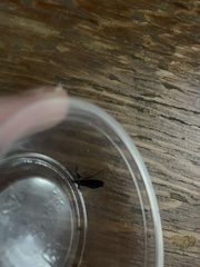 Rhamphomyia longicauda