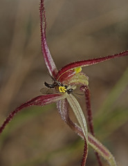Caladenia capillata