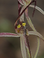 Caladenia capillata