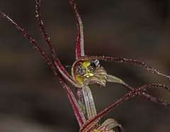 Caladenia capillata