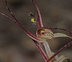 Caladenia capillata