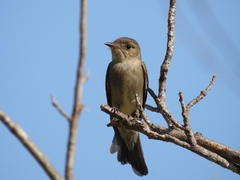 Contopus sordidulus peninsulae